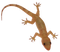 Lizard PNG HD Image