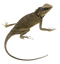 Lizard PNG Image HD