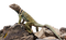 Lizard PNG Image