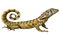 Lizard PNG Images