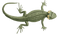 Lizard PNG Photo