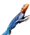 Lizard PNG Picture