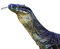 Lizard PNG