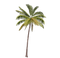 Long Coconut Tree PNG HD Image