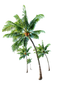 Long Coconut Tree PNG High Quality Image