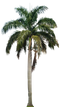 Long Coconut Tree PNG Image