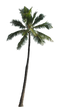 Long Coconut Tree PNG