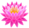 Lotus Flower PNG File