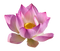 Lotus Flower PNG Free Download