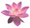 Lotus Flower PNG Free Image