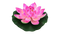 Lotus Flower PNG HD Image