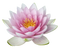 Lotus Flower PNG Image