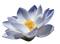 Lotus Flower PNG Picture