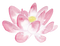 Lotus Flower PNG