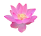 Lotus PNG Clipart