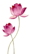 Lotus PNG File