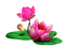 Lotus PNG Free Download