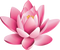 Lotus PNG Free Image