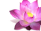 Lotus PNG Image