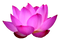 Lotus PNG Picture