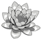 Lotus Tattoos PNG Clipart