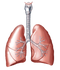 Lungs PNG Clipart