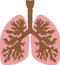 Lungs PNG HD