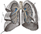 Lungs PNG Image