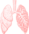 Lungs PNG Pic