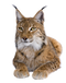 Lynx Free Download PNG