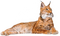 Lynx PNG Picture