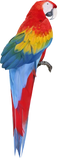 Macaw Free Download PNG