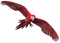 Macaw Free PNG Image