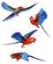 Macaw PNG HD