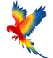 Macaw PNG Image