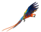 Macaw PNG Pic