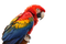 Macaw PNG Picture