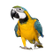 Macaw PNG