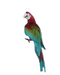 Macaw Transparent