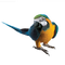 Macaw