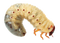 Maggot PNG Clipart