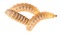 Maggot PNG File