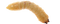 Maggot PNG Image File