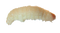 Maggot PNG Image