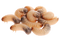 Maggot PNG Images