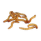 Maggot PNG