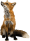 Mammal PNG High Quality Image