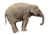 Mammal PNG Image