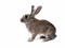 Mammal PNG