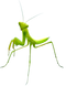 Mantis PNG File